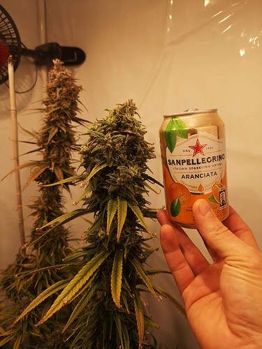 Growreport Bild 8
