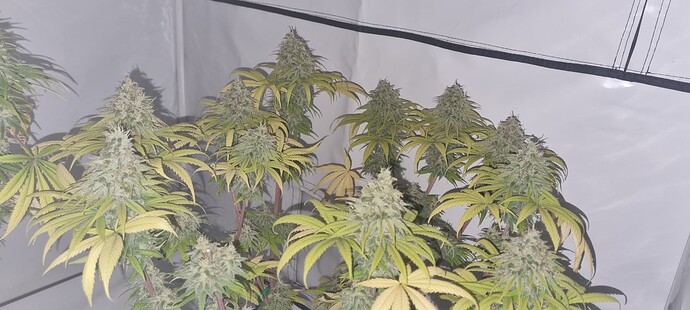 Growreport Bild 9