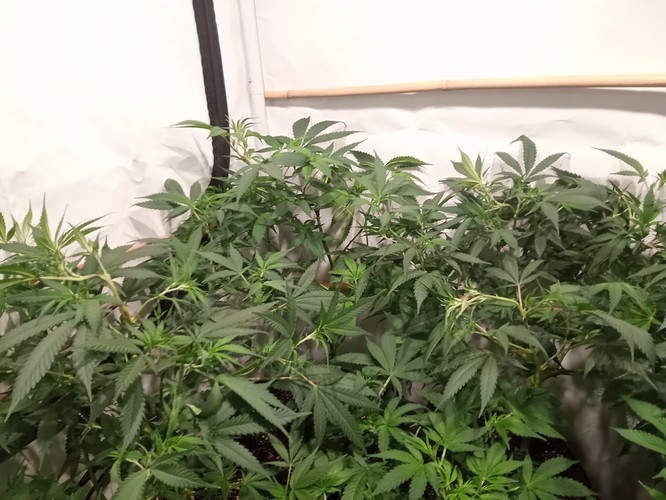 Growreport Bild 42