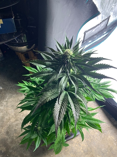 Growreport Bild 5