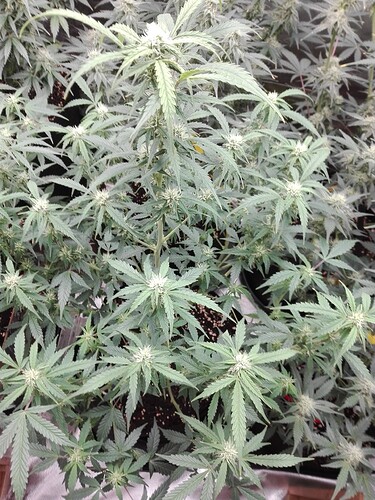 Growreport Bild 4