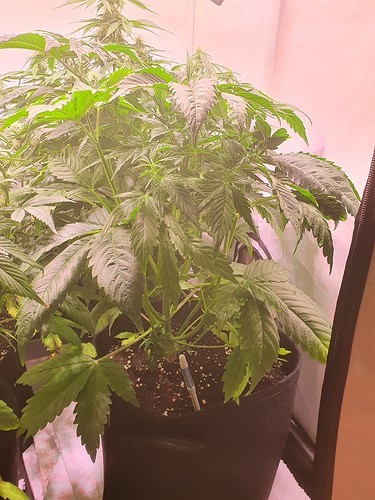 Growreport Bild 9