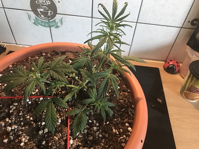 Growreport Bild 2