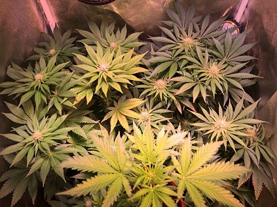Growreport Bild 15