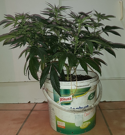 Growreport Bild 7