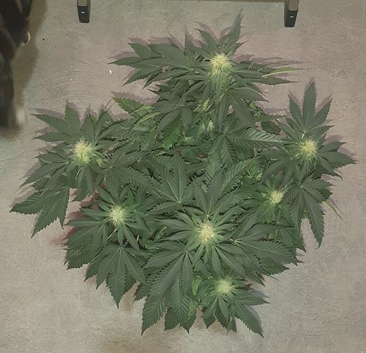 Growreport Bild 2