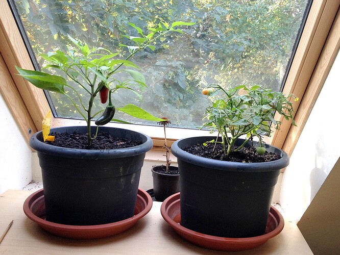 TomateChili221020_01