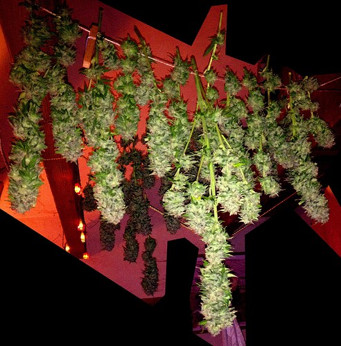 Growreport Bild 16