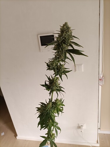 Growreport Bild 11