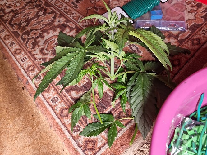 Growreport Bild 17