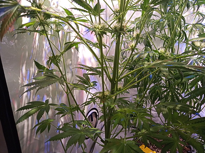 Growreport Bild 9
