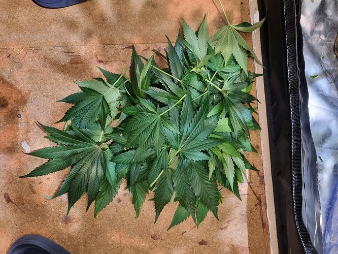 Growreport Bild 18