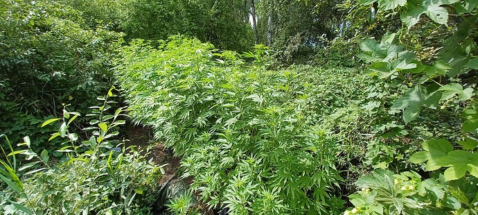Growreport Bild 4