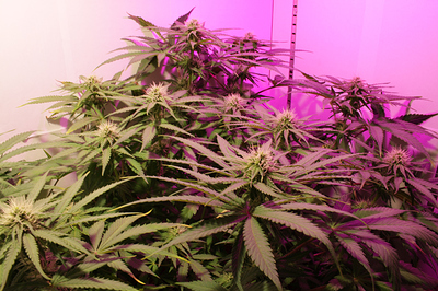 Growreport Bild 2