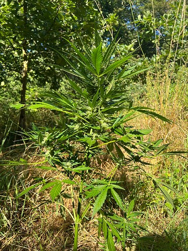 Growreport Bild 8
