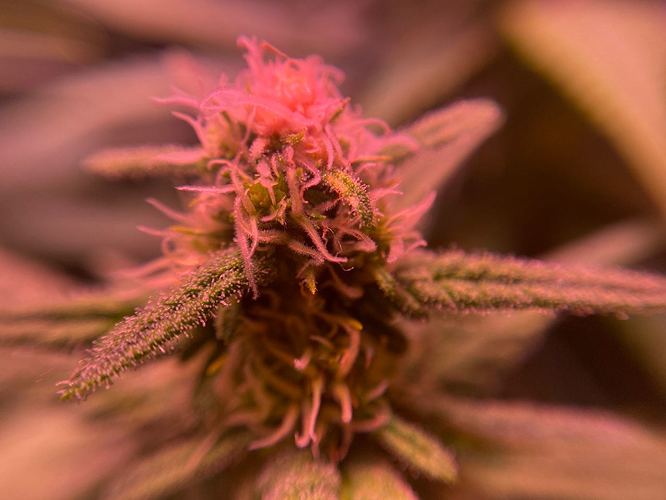 Growreport Bild 34