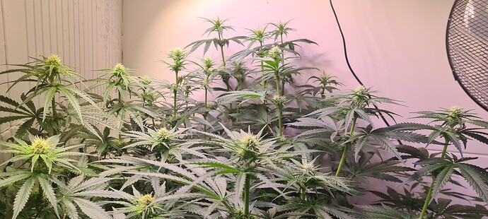 Growreport Bild 1