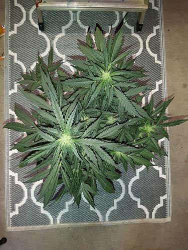 Growreport Bild 22