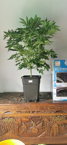 purple berry kush 0603