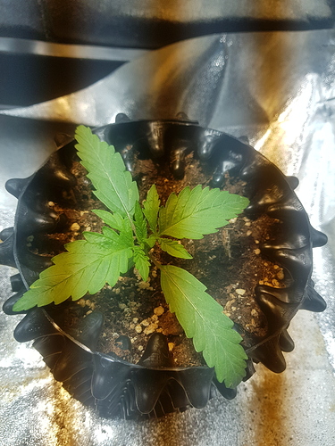 Growreport Bild 33