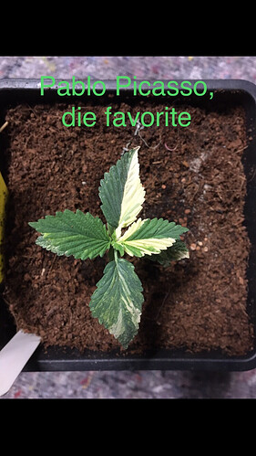 Growreport Bild 5