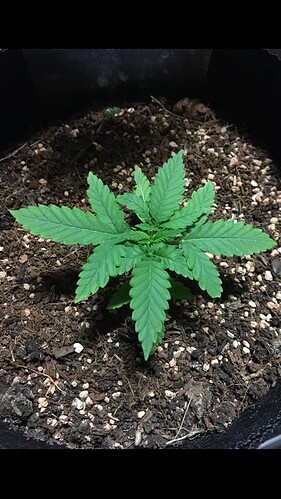 Growreport Bild 17