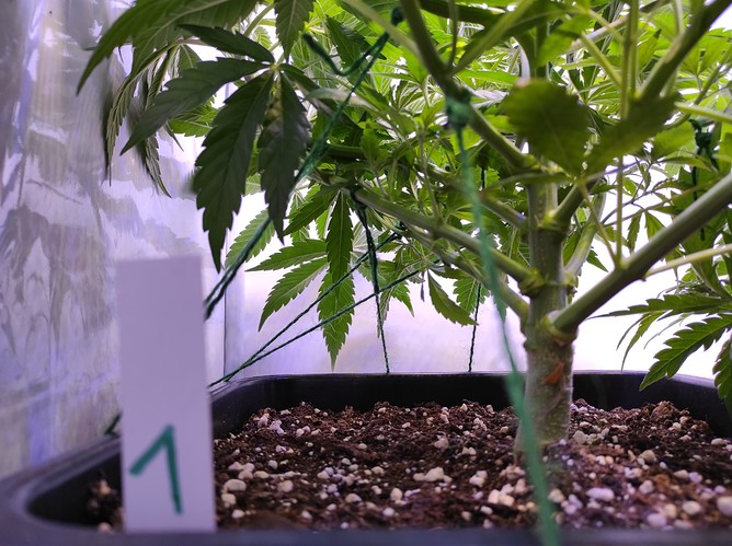 Growreport Bild 8