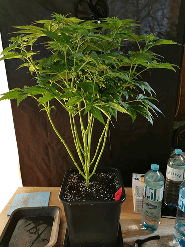 Growreport Bild 16