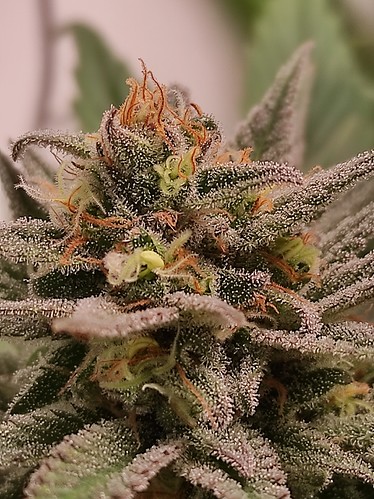 Growreport Bild 2