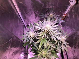 Growreport Bild 38