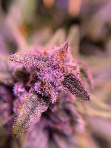 Growreport Bild 26