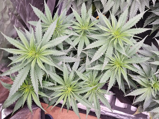 Growreport Bild 3