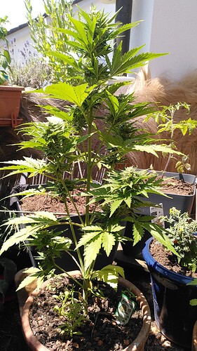 Growreport Bild 1