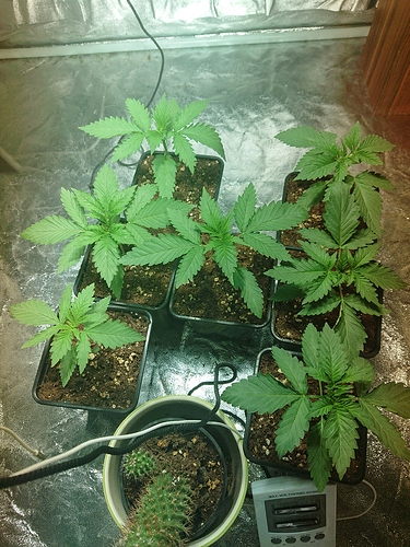 Growreport Bild 15