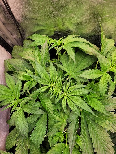 Growreport Bild 13