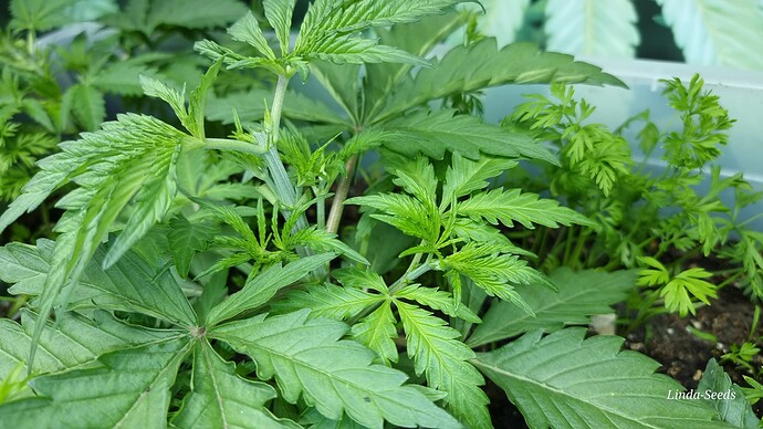 Growreport Bild 8