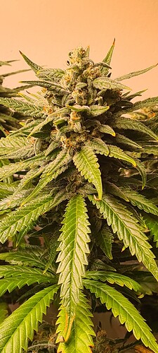 Growreport Bild 13