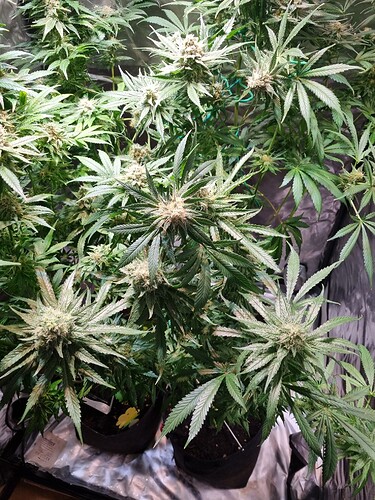 Growreport Bild 15