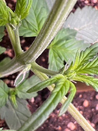 Growreport Bild 1