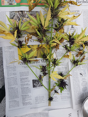 Growreport Bild 2