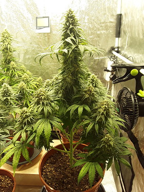 Growreport Bild 5