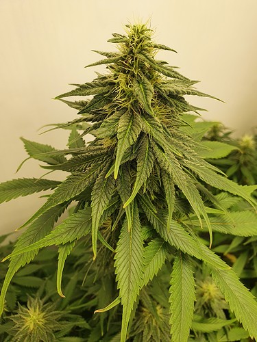 Growreport Bild 9