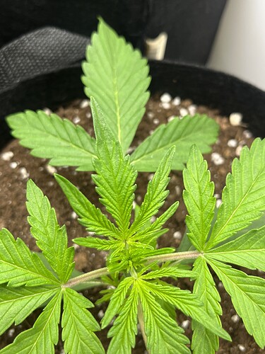 Growreport Bild 25