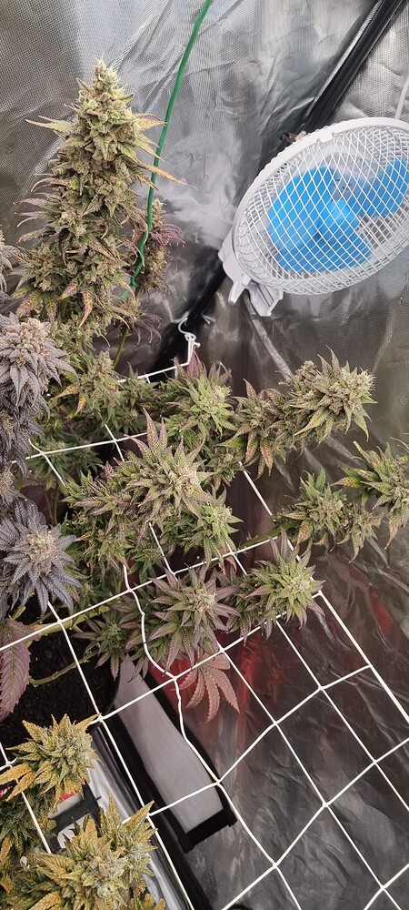 *mainlining'n bendheads* ✅️ done... Slot Secks: Hesi vs.Plagron, Sensi Star, LA Amnesia, Serious 6 und Martian Mean Green, mainlining niu style... 🥳