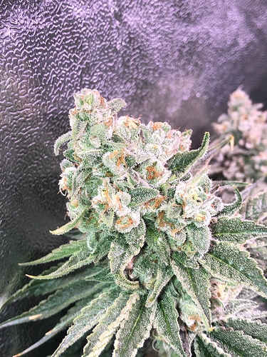 Growreport Bild 2