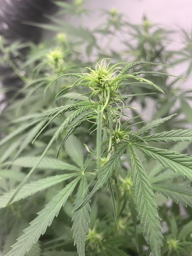 Growreport Bild 13
