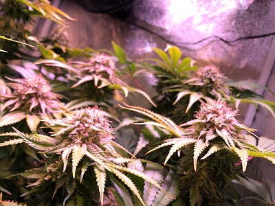Growreport Bild 6
