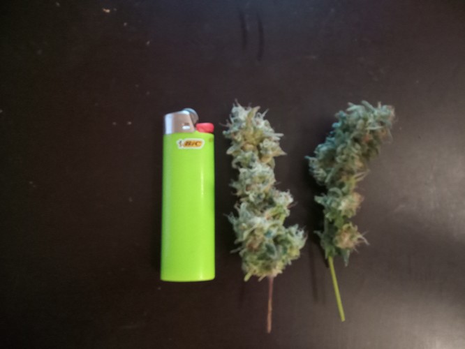 Growreport Bild 21