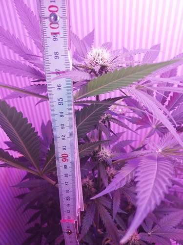 Growreport Bild 1