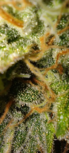 Growreport Bild 7